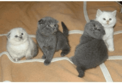 adorable Scottish fold kittens for sale