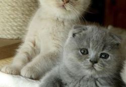 Adorable scottish fold kittens for sale