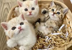 Adorable Scottish Straight Kittens