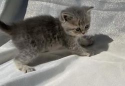 Stunning Scottish Fold Kittens Ready For Sale Now