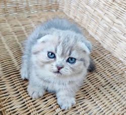 Beautiful Scottish fold kitten available for adoption