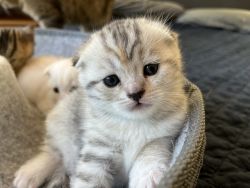 Adorable White and Grey Scottish Fold Kitten