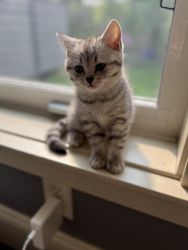 Scottish straight silver kitten