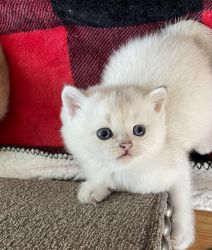 Scottish pedigreed kittens born04/23/2023 friendly and tame Based in N