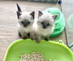 Adorable Scottish Straight kittens available in NY