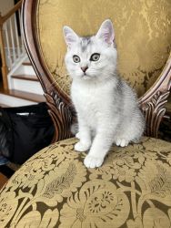 Male handsome kitten
