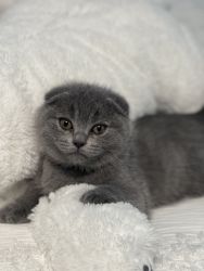 Scottish fold (male) kitty looking new lovely home