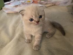 Gorgeous Scottish Fold Kittens Available Now