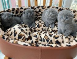 Blue Scottish fold kittens