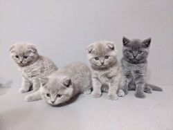Cute Scottish Fold Kittens For Sale