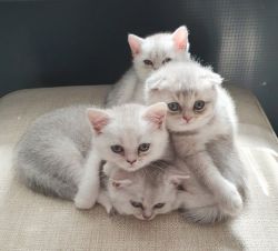 Hermosa gatita SCOTTISH FOLD Lista para adopción