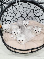 Baby kittens