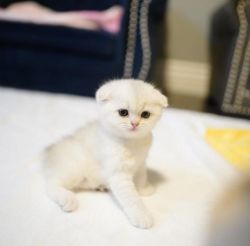 scottish fold kittens for adoption