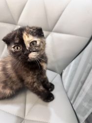 Introducing Adorable Scottish Fold Kittens!