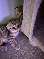 Gorgeous Scottish Fold Kittens