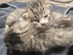 Scottish Fold Kittens for Sale