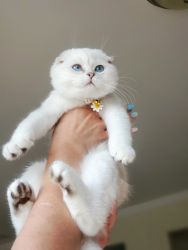 Scottish Fold Female Kitten