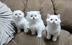 Scottish Kittens