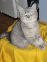 Needs a new home for cat in Staten Island