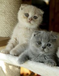 Scottish Fold Kittens available