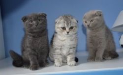 Quality Scottish Fold Kittens available
