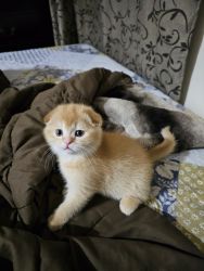Rare Scottish Fold Female Kitten