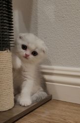 Beautiful Scottish fold girl looking for a new home