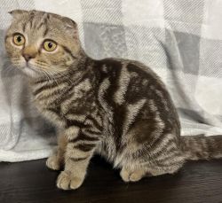 Available Male & Female Scottish Fold Kittens For Sale