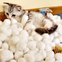 Lovely Scottish Fold Kittens For Sale