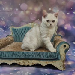 Scottish Straight Silver Lilac Tabby Male Kitten