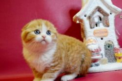 Well Trained Male & Female Scottish Fold Kittens For Sale