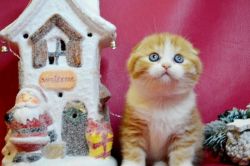 Pure Breed Male & Female Scottish Fold Kittens For Sale