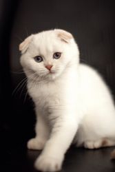 Princess female Scottish Fold kitten