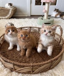 Beautiful Scottish fold cats for adoption