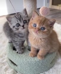 Scottish Fold Kittens Available