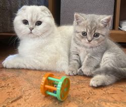 Scottish Fold Kittens - boys & girls