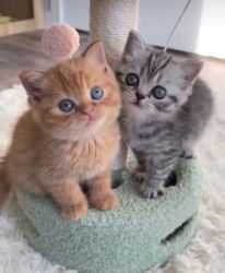 Scottish Fold Kittens Available