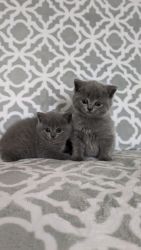 Scotland fold kittens