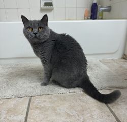 Loving and Affectionate Scottish Shorthair Needs a New Home