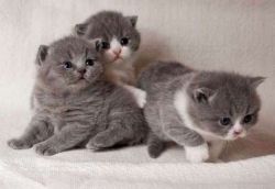 Pedigree Scottish fold Kittens.