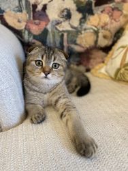 Adorable Scottish fold kitten Leo Tiger Chinchilla
