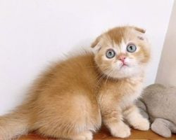 Scottish Fold and Munchkin Kittens For Rehoming