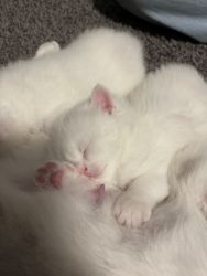 Scottish Fold/Straight Male Kittens