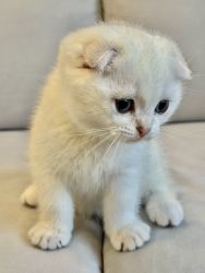 Scottish Fold White Kitten Louis