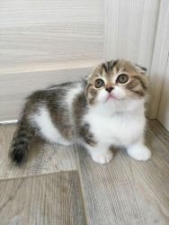 Scottish fold kittens available for rehoming
