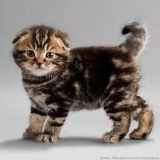 Cute and Adorable Scottish Fold Kittens For Sale