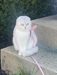 Marla Scottish Fold Cat for sale
