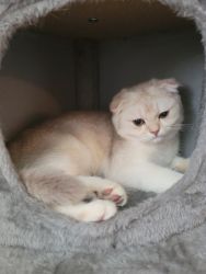 Kitten for sale Hadar