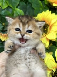 Scottish fold and straight gold chinchilla kittens