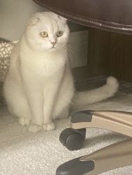 Marla Scottish Cat